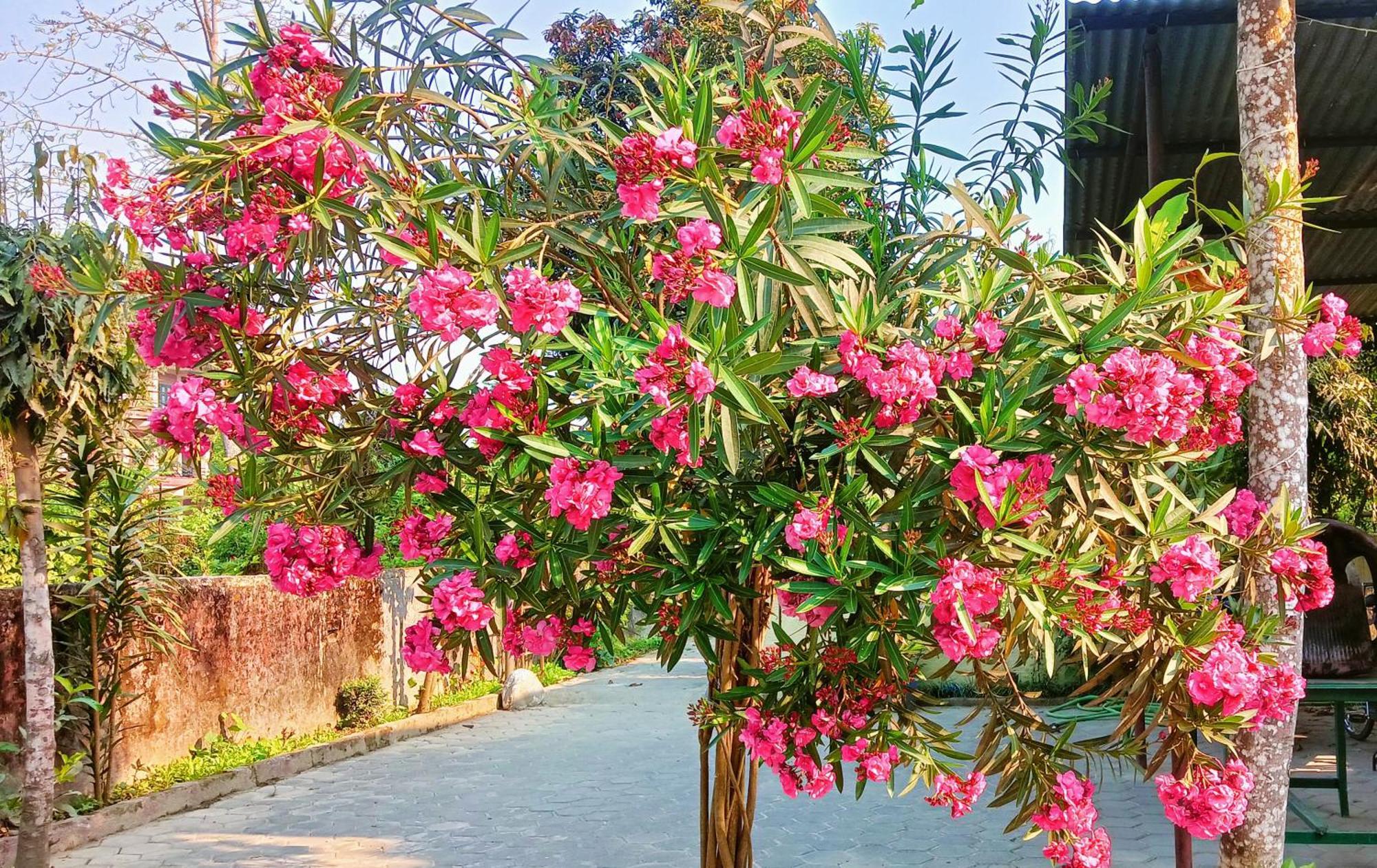 Hotel Butterfly - Peaceful Garden For Nature Lovers Sauraha Exterior foto